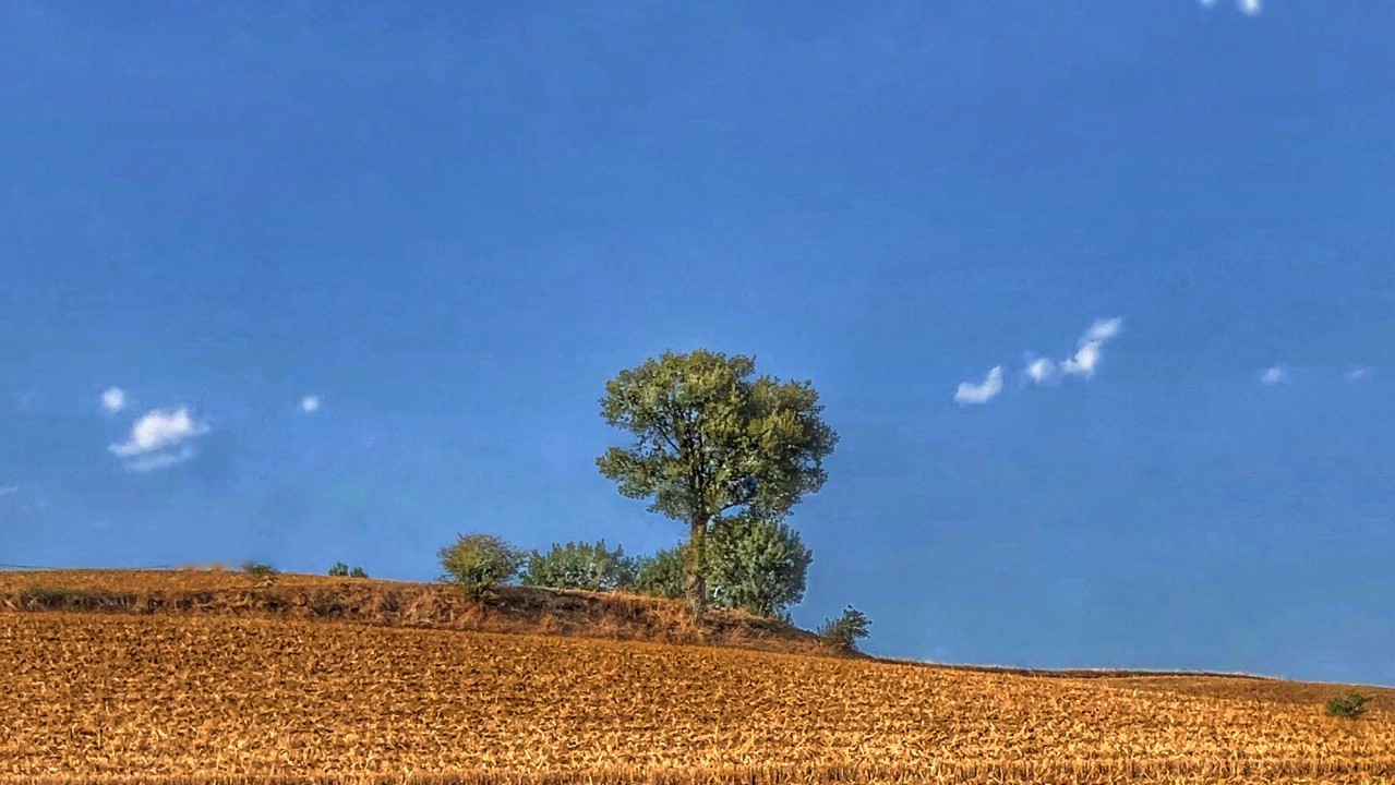 Quelle distance entre un arbre et une maison ?